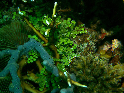 Coin green seaweed - Halimeda gracilis  Coin green seaweed,Fall,Geotagged,Halimeda gracilis,Malaysia