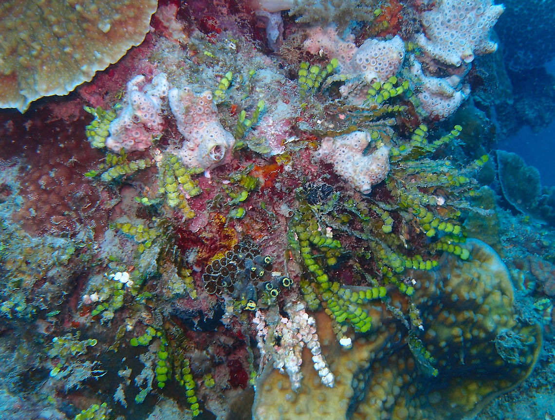 Coin green seaweed - Halimeda gracilis  Coin Green Seaweed,Fall,Geotagged,Halimeda gracilis,Malaysia