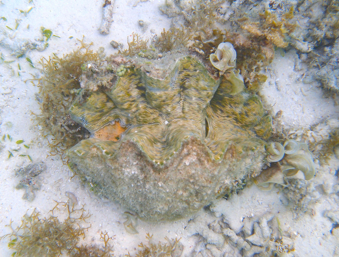 Hippopus hippopus - The Bear Paw Clam  Fall,Geotagged,Hippopus hipoppus,Hippopus hippopus,Malaysia