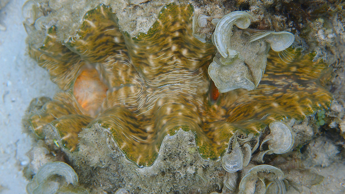 Hippopus hippopus - The Bear Paw Clam  Fall,Geotagged,Hippopus hipoppus,Hippopus hippopus,Malaysia