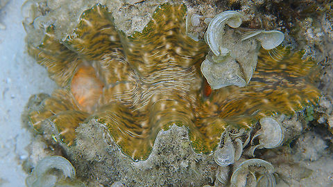 Hippopus hippopus - The Bear Paw Clam  Fall,Geotagged,Hippopus hipoppus,Hippopus hippopus,Malaysia