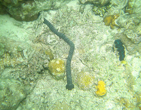 Holothuria coluber - Snake Fish Sea Cucumber  Fall,Geotagged,Holothuria coluber,Malaysia,Snake Fish Sea Cucumber