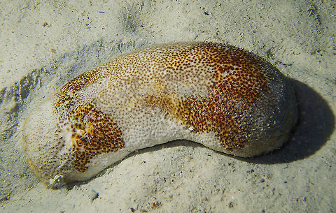 Sandfish Sea Cucumber - Holothuria scabra.      Fall,Geotagged,Holothuria scabra,Malaysia