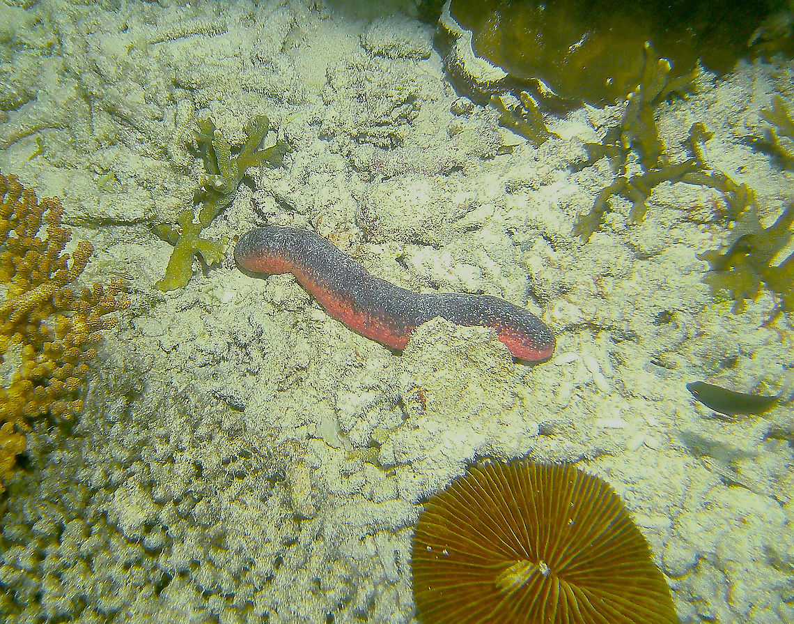 Edible sea cucumber - Holothuria edulis  Edible sea cucumber,Fall,Geotagged,Holothuria edulis,Malaysia