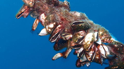 Lepas anatifera - Gooseneck barnacle In a hanging cord. A bit tentaive because there are other Lepas sp around the same area. Fall,Geotagged,Lepas anatifera,Malaysia