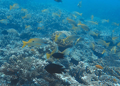 Dory snapper - Lutjanus fulviflamma  Dory snapper,Fall,Geotagged,Lutjanus fulviflamma,Malaysia