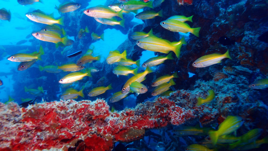 Bigeye snapper - Lutjanus lutjanus  Fall,Geotagged,Lutjanus lutjanus,Malaysia