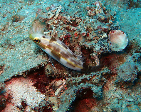Pentapodus caninus - Small-toothed Whiptail It was also displaying some dark blotches as it was preparing for the night and many fishes change to darker coloration during night time.   
Another example you can see is in Diverosa web site:
https://www.diverosa.com/categories/fishes, Coral breams/L/IMIb-234_Pentapodus_caninus_Big-tailed_besugo_night_coloration.jpg      Fall,Geotagged,Malaysia,Pentapodus caninus,Small-toothed Whiptail