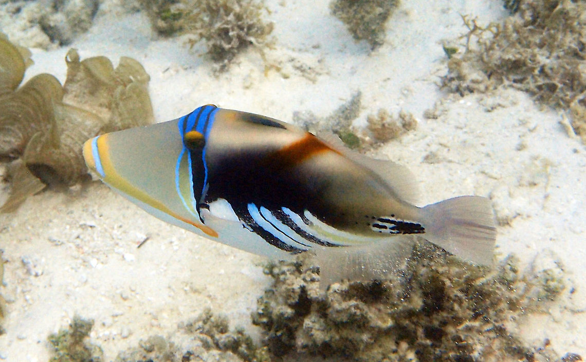 Lagoon triggerfish - Rhinecanthus aculeatus        Fall,Geotagged,Lagoon triggerfish,Malaysia,Rhinecanthus aculeatus