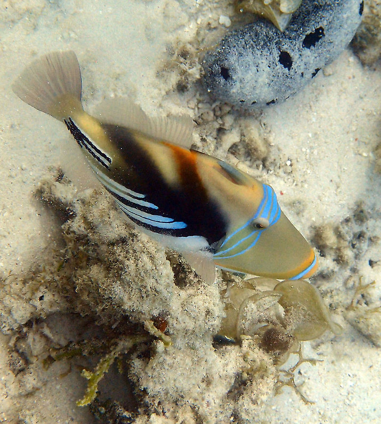 Lagoon triggerfish - Rhinecanthus aculeatus    Fall,Geotagged,Lagoon triggerfish,Malaysia,Rhinecanthus aculeatus