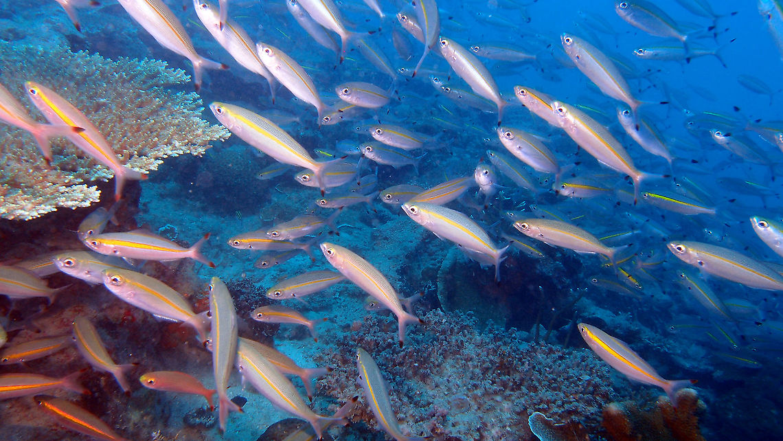 Goldband fusilier - Pterocaesio chrysozona       Fall,Geotagged,Goldband fusilier,Malaysia,Pterocaesio chrysozona