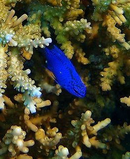 Chrysiptera springeri - Springer's demoiselle     Chrysiptera springeri,Fall,Geotagged,Malaysia