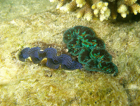 Boring Clam - Tridacna crocea  Boring clam,Fall,Geotagged,Malaysia,Tridacna crocea