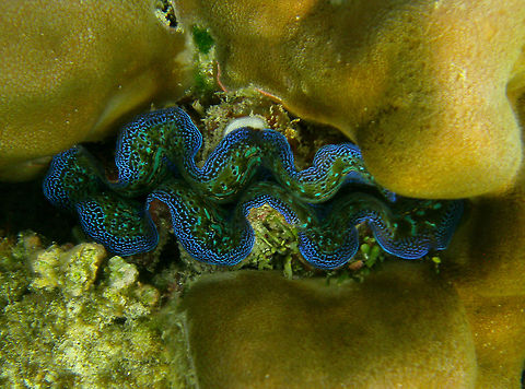 Boring Clam - Tridacna crocea  Boring clam,Fall,Geotagged,Malaysia,Tridacna crocea