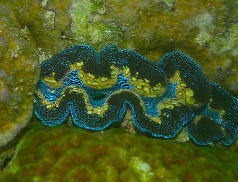 Boring Clam - Tridacna crocea  Boring clam,Fall,Geotagged,Malaysia,Tridacna crocea