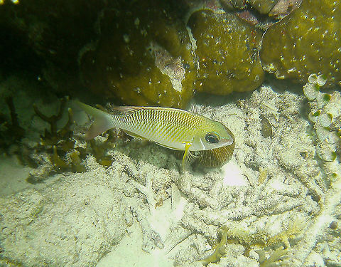 Pearly monocle - Scolopsis margaritifera  Fall,Geotagged,Malaysia,Pearly monocle bream,Scolopsis margaritifera
