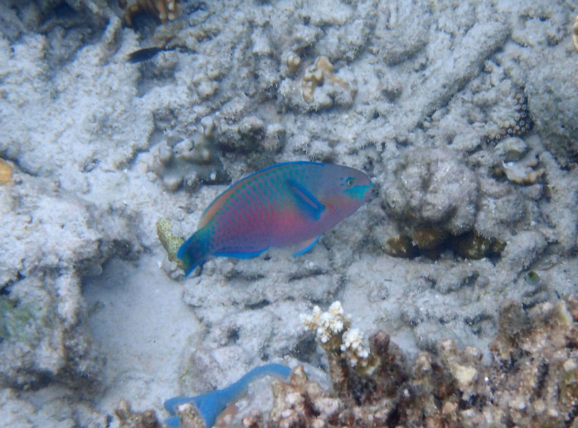 Scarus quoyi - Quoy's- or greenblotch parrotfish  Fall,Geotagged,Malaysia,Scarus quoyi