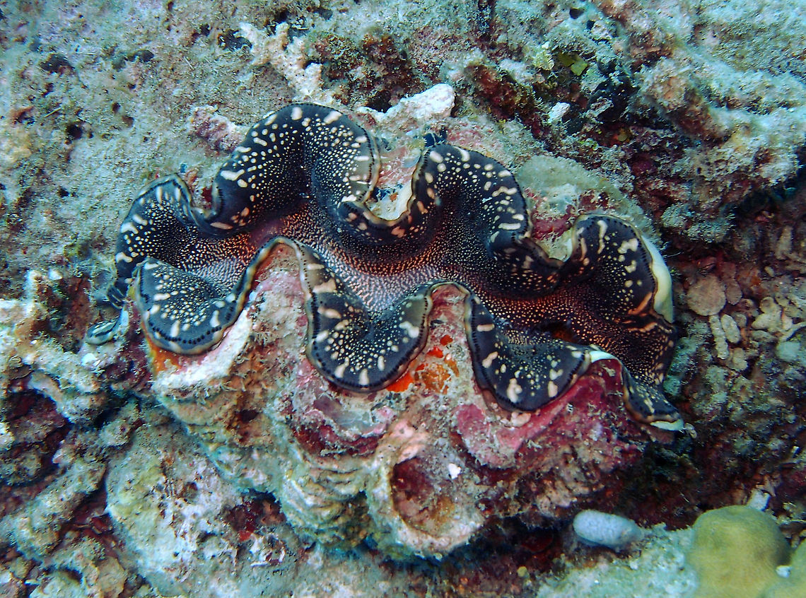 Tridacna maxima Took advice from this link for the ID:<br />
<a href="https://meilin5giantclam.wordpress.com/2016/10/20/is-this-i-think-it-is-no-wait-what/" rel="nofollow">https://meilin5giantclam.wordpress.com/2016/10/20/is-this-i-think-it-is-no-wait-what/</a><br />
The eyes so close in a line indicate T. maxima. Fall,Geotagged,Malaysia,Maxima clam,Tridacna maxima