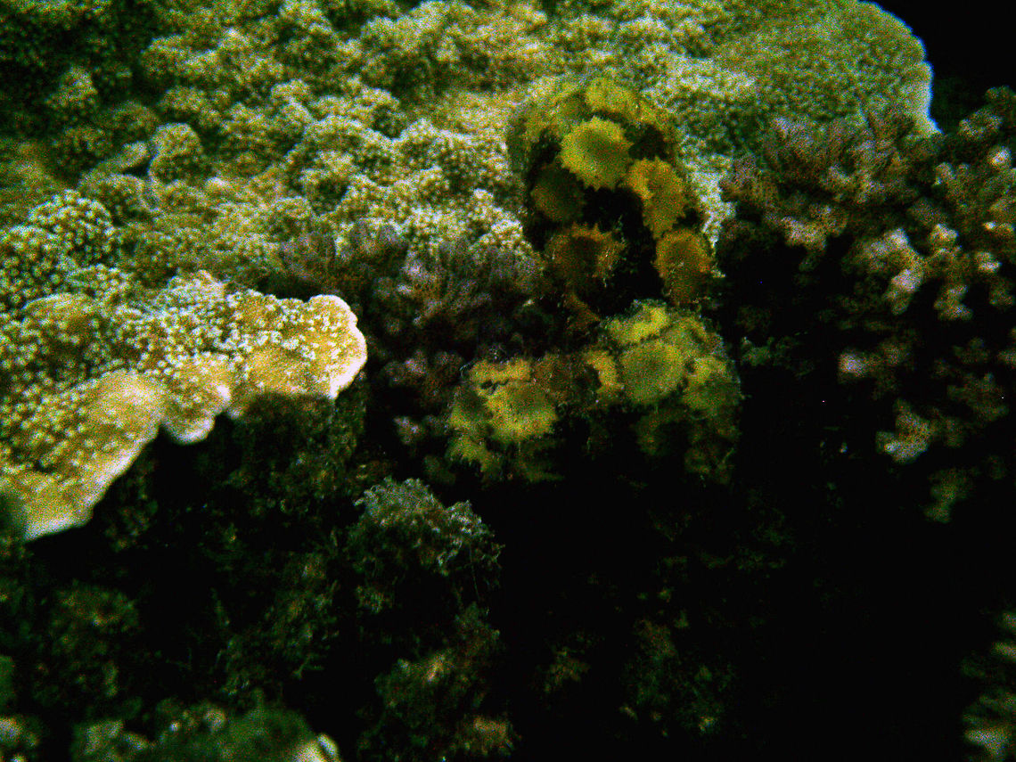Turbinaria ornata Alga It is the green spikey rounded seaweed in the center-right of the image.<br />
It is not the same genus as Turbinaria corals! Fall,Geotagged,Malaysia,Turbinaria  ornata,Turbinaria ornata