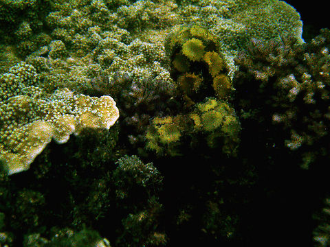 Turbinaria ornata Alga It is the green spikey rounded seaweed in the center-right of the image.
It is not the same genus as Turbinaria corals! Fall,Geotagged,Malaysia,Turbinaria  ornata,Turbinaria ornata