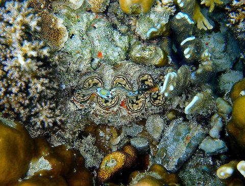Maxima clam - Tridacna maxima Tentative ID, could also be a Boring Clam Fall,Geotagged,Malaysia,Maxima clam,Tridacna maxima