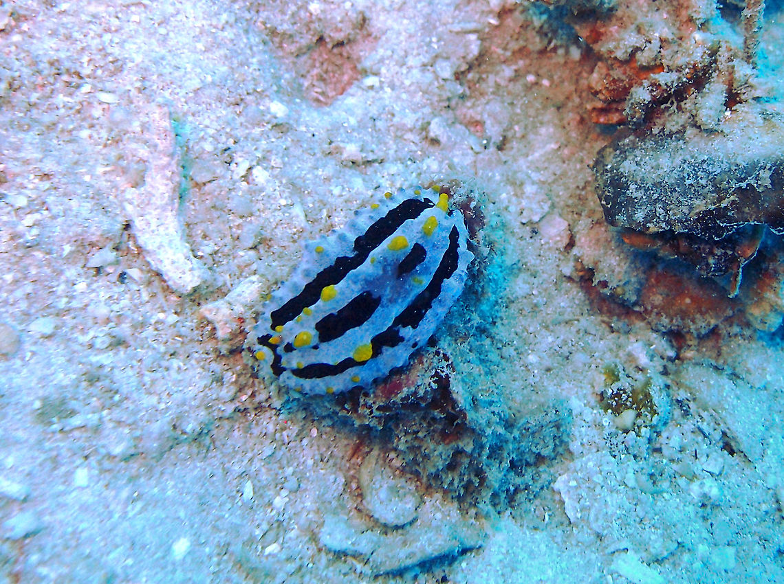 Phylllidia coelestis - Sky Blue Phyllidia  Fall,Geotagged,Malaysia,Phyllidia coelestis,Phylllidia coelestis