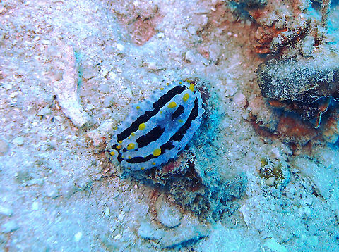 Phylllidia coelestis - Sky Blue Phyllidia  Fall,Geotagged,Malaysia,Phyllidia coelestis,Phylllidia coelestis