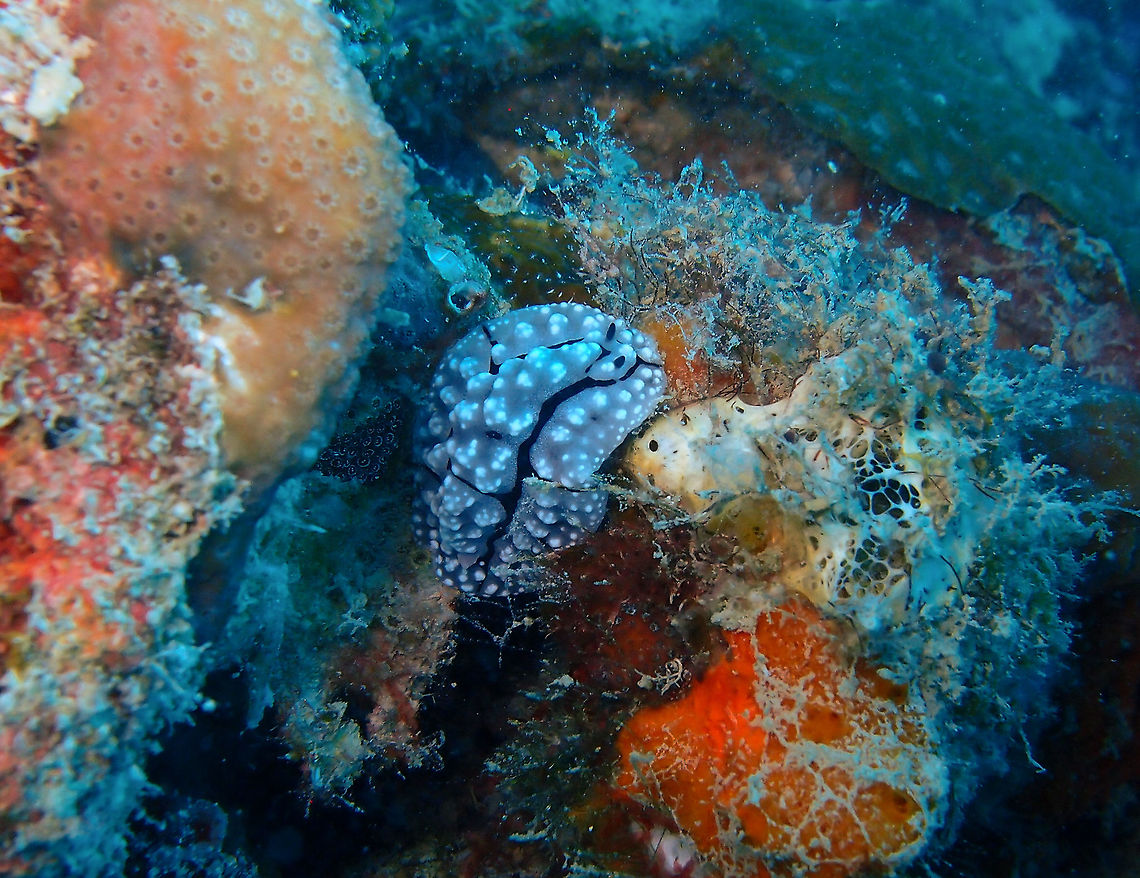 Phyllidiopsis pipeki - Pipek's Phyllidiopsis  Fall,Geotagged,Malaysia,Phyllidiopsis pipeki