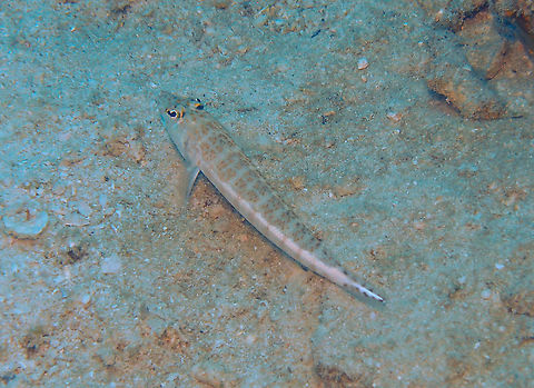 Parapercis xanthozona- Whitestripe Sandperch  Fall,Geotagged,Malaysia,Parapercis xanthozona