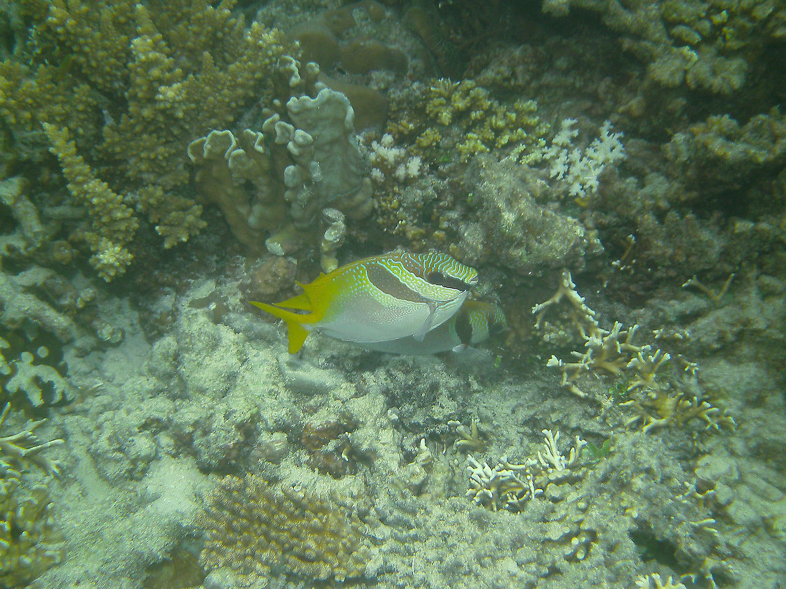 Siganus virgatus - Barhead spinefoot  Fall,Geotagged,Malaysia,Siganus Virgatus,Siganus virgatus