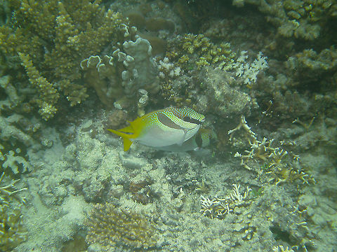 Siganus virgatus - Barhead spinefoot  Fall,Geotagged,Malaysia,Siganus Virgatus,Siganus virgatus