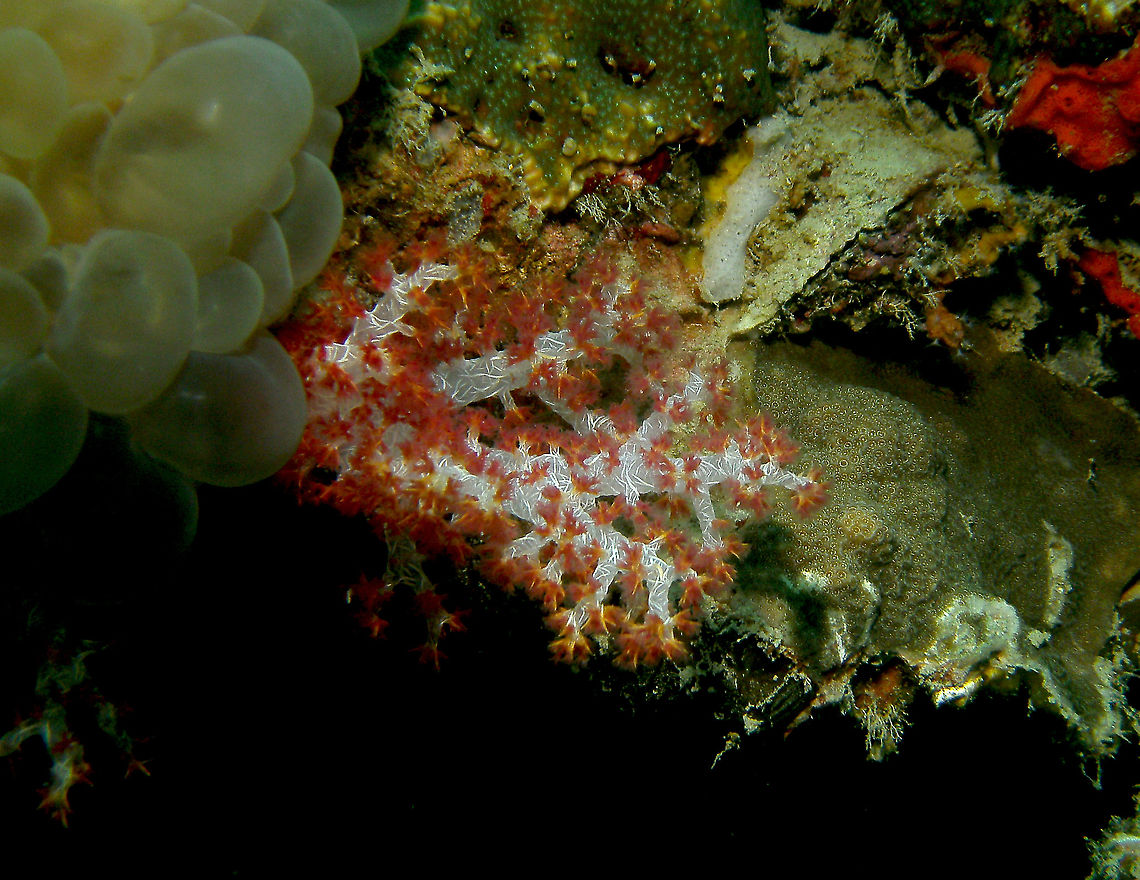 Carnation Coral - Dendronephthya hemprichi  Dendronephthya hemprichi,Fall,Geotagged,Malaysia