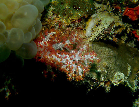 Carnation Coral - Dendronephthya hemprichi  Dendronephthya hemprichi,Fall,Geotagged,Malaysia