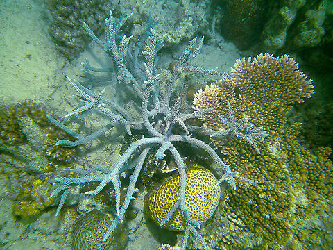 Acropora intermedia - Noble Staghorn Coral  Acropora intermedia,Fall,Geotagged,Malaysia,Noble Staghorn Coral
