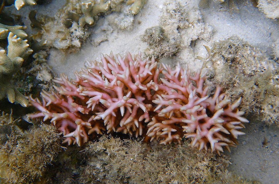 Seriatopora hystrix - Thin birdsnest coral Based on this link for ID, but as most of my coral pics, always tentative sp<br />
<a href="http://www.coralsoftheworld.org/species_factsheets/species_factsheet_summary/seriatopora-hystrix/" rel="nofollow">http://www.coralsoftheworld.org/species_factsheets/species_factsheet_summary/seriatopora-hystrix/</a> Fall,Geotagged,Malaysia,Seriatopora hystrix,Thin birdsnest coral
