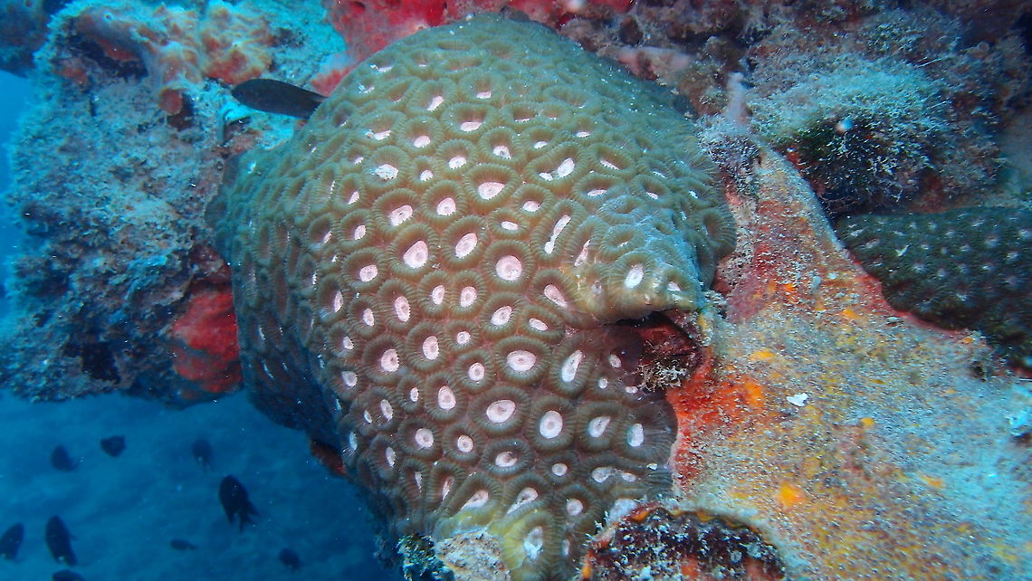 Favites abdita - Larger star coral ID based on the 5th photo in this link:<br />
<a href="http://www.coralsoftheworld.org/species_factsheets/species_factsheet_summary/favites-abdita/" rel="nofollow">http://www.coralsoftheworld.org/species_factsheets/species_factsheet_summary/favites-abdita/</a> Fall,Favites abdita,Geotagged,Malaysia