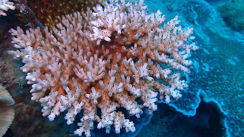 Acropora granulosa  Acropora granulosa,Fall,Geotagged,Malaysia