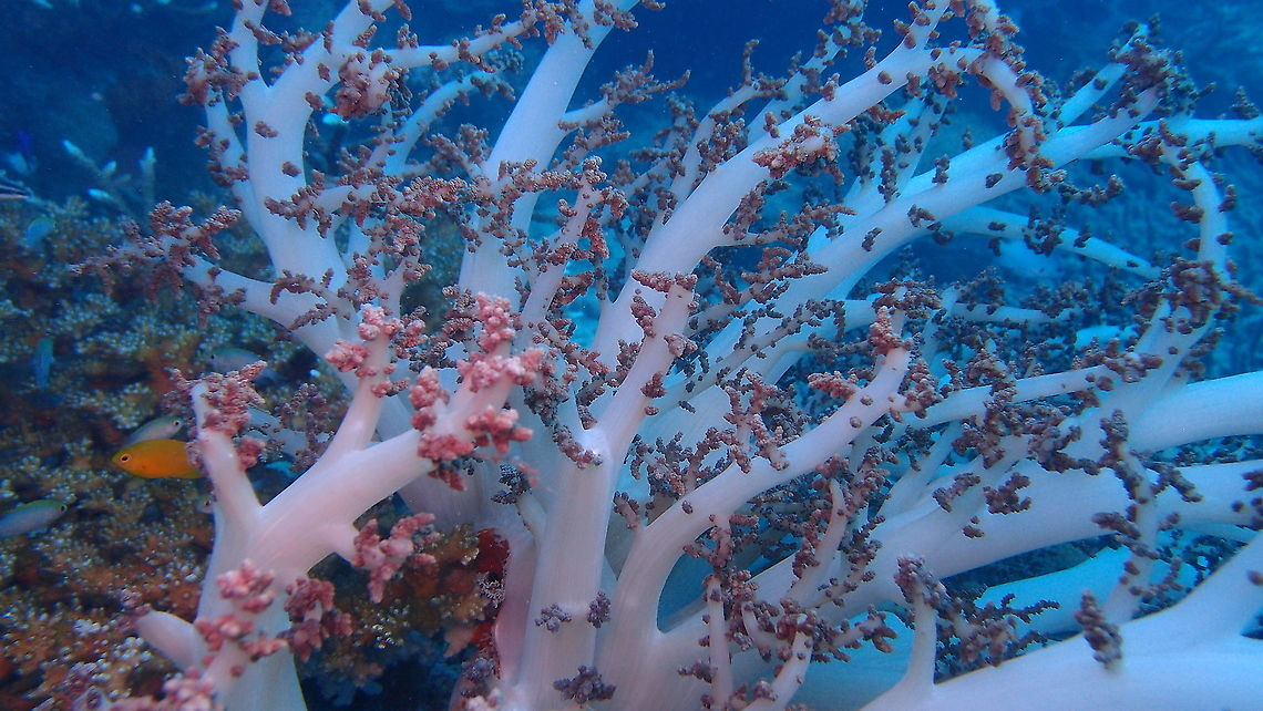 Sinularia flexibilis - Spaghetti finger leather coral  Fall,Geotagged,Malaysia,Sinularia flexibilis