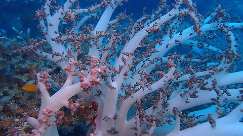Sinularia flexibilis - Spaghetti finger leather coral  Fall,Geotagged,Malaysia,Sinularia flexibilis
