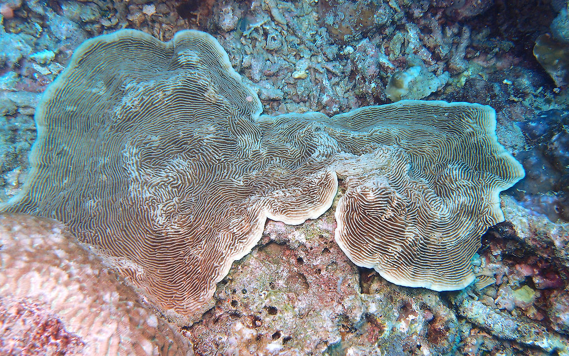 Pachyseris speciosa - Ringed Plate Coral  Fall,Geotagged,Malaysia,Pachyseris speciosa,Ringed Plate Coral