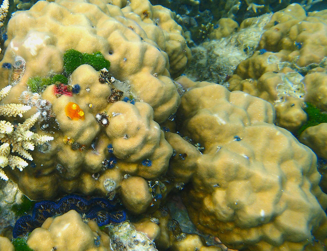 Porites lobata  Fall,Geotagged,Malaysia,Porites lobata