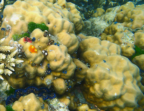 Porites lobata  Fall,Geotagged,Malaysia,Porites lobata