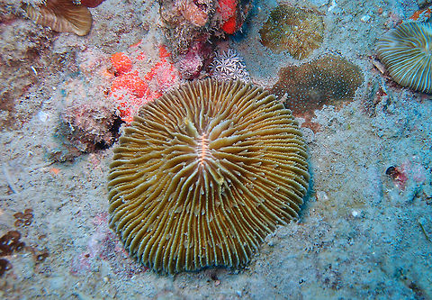Fungia fungites - Common Mushroom Coral  Fall,Fungia fungites,Geotagged,Malaysia