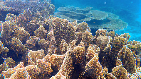 Turbinaria I have removed the sp because I was not convinced. Looking for a more alike sp
https://reefdivers.io/coral-spotting-six-type-plating-coral/7697 Disc coral,Fall,Geotagged,Malaysia