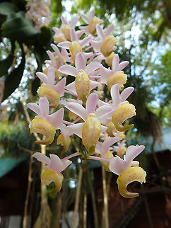 Aerides odorata  Aerides odorata,Fall,Geotagged,Malaysia