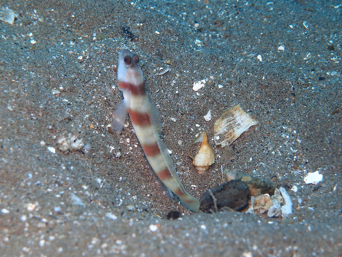 Amblyeleotris steinitzi Done with my Flickr collections for our 2012 trip to Visayas in the Philippines so ready to share a few more spottings!<br />
This one is from Dauin. Amblyeleotris steinitzi,Fall,Geotagged,Philippines,Steinitz prawn goby