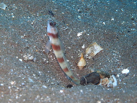 Amblyeleotris steinitzi Done with my Flickr collections for our 2012 trip to Visayas in the Philippines so ready to share a few more spottings!
This one is from Dauin. Amblyeleotris steinitzi,Fall,Geotagged,Philippines,Steinitz prawn goby