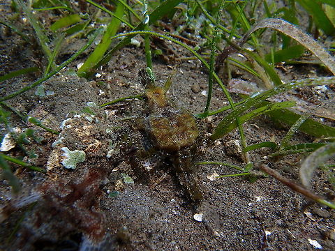 Little Dragonfish - Eurypegasus draconis Dauin, 2012. Eurypegasus draconis,Fall,Geotagged,Little dragonfish,Philippines