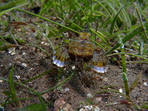 Little Dragonfish - Eurypegasus draconis Same fish with its fins extended.
Dauin, 2012.
https://www.jungledragon.com/image/91265/eurypegasus_draconis.html Eurypegasus draconis,Fall,Geotagged,Little dragonfish,Philippines