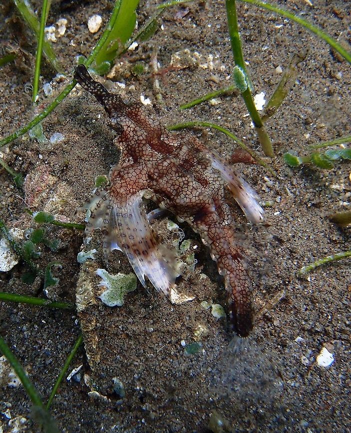 Little Dragonfish - Eurypegasus draconis This is probably the partner of the previous fish. We often saw them in couples and their colors are also quite variable and well matched with their environment.<br />
Dauin, 2012.      <br />
<figure class="photo"><a href="https://www.jungledragon.com/image/91266/little_dragonfish_-_eurypegasus_draconis.html" title="Little Dragonfish - Eurypegasus draconis"><img src="https://s3.amazonaws.com/media.jungledragon.com/images/2298/91266_thumb.JPG?AWSAccessKeyId=05GMT0V3GWVNE7GGM1R2&Expires=1769040010&Signature=WgeHyZn16%2F1cph8ApRPtSZzTug4%3D" width="200" height="150" alt="Little Dragonfish - Eurypegasus draconis Same fish with its fins extended.<br />
Dauin, 2012.<br />
https://www.jungledragon.com/image/91265/eurypegasus_draconis.html Eurypegasus draconis,Fall,Geotagged,Little dragonfish,Philippines" /></a></figure> Eurypegasus draconis,Fall,Geotagged,Little dragonfish,Philippines
